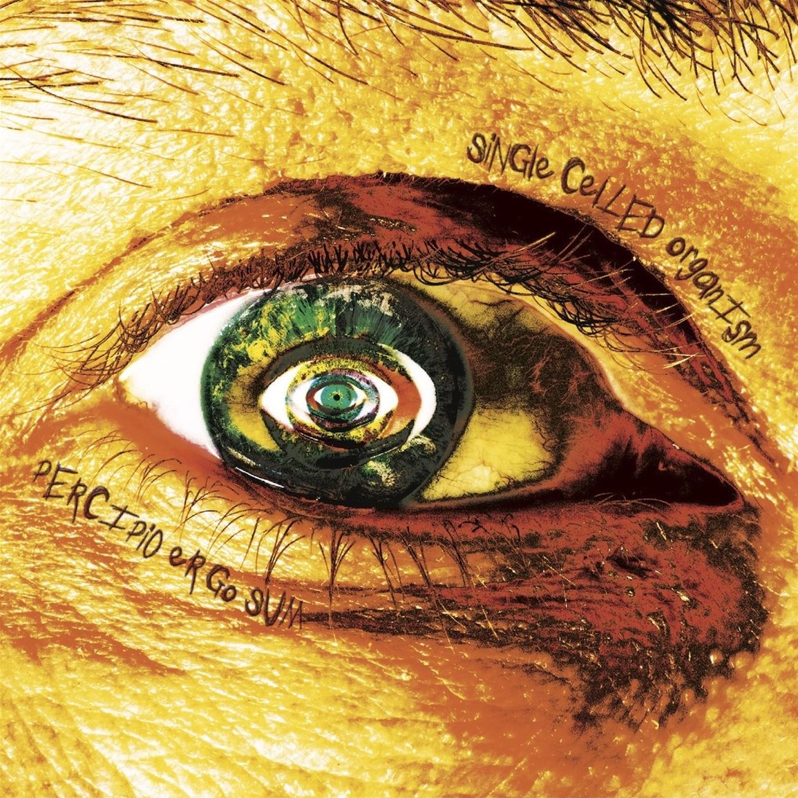 percipio_Cover